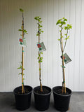 Dwarf Capital Ornamental Pear. 250mm pot