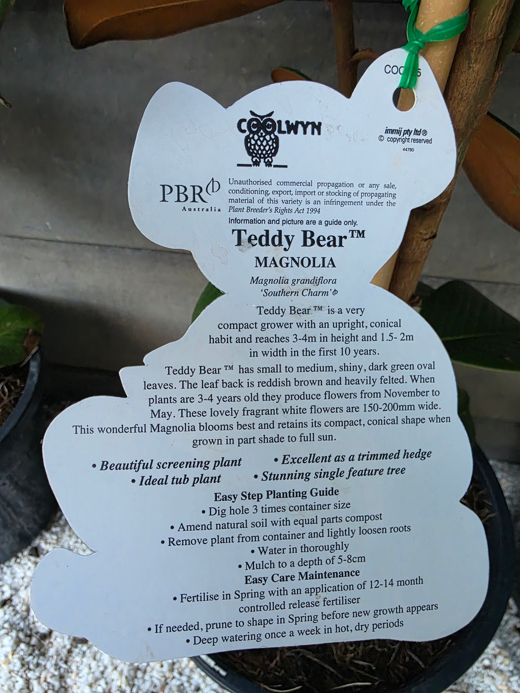 Teddy Bear Magnolia. 250mm pot