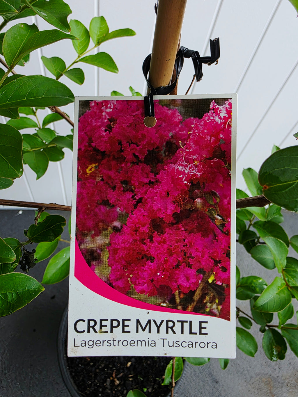 Tuscarora Crepe Myrtle. 250mm Pot