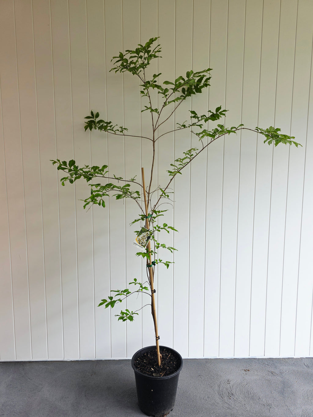 Crepe Myrtle Natchez. 250mm pot