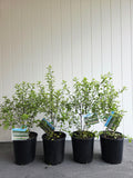 Pittosporum Screen Master 175mm pot