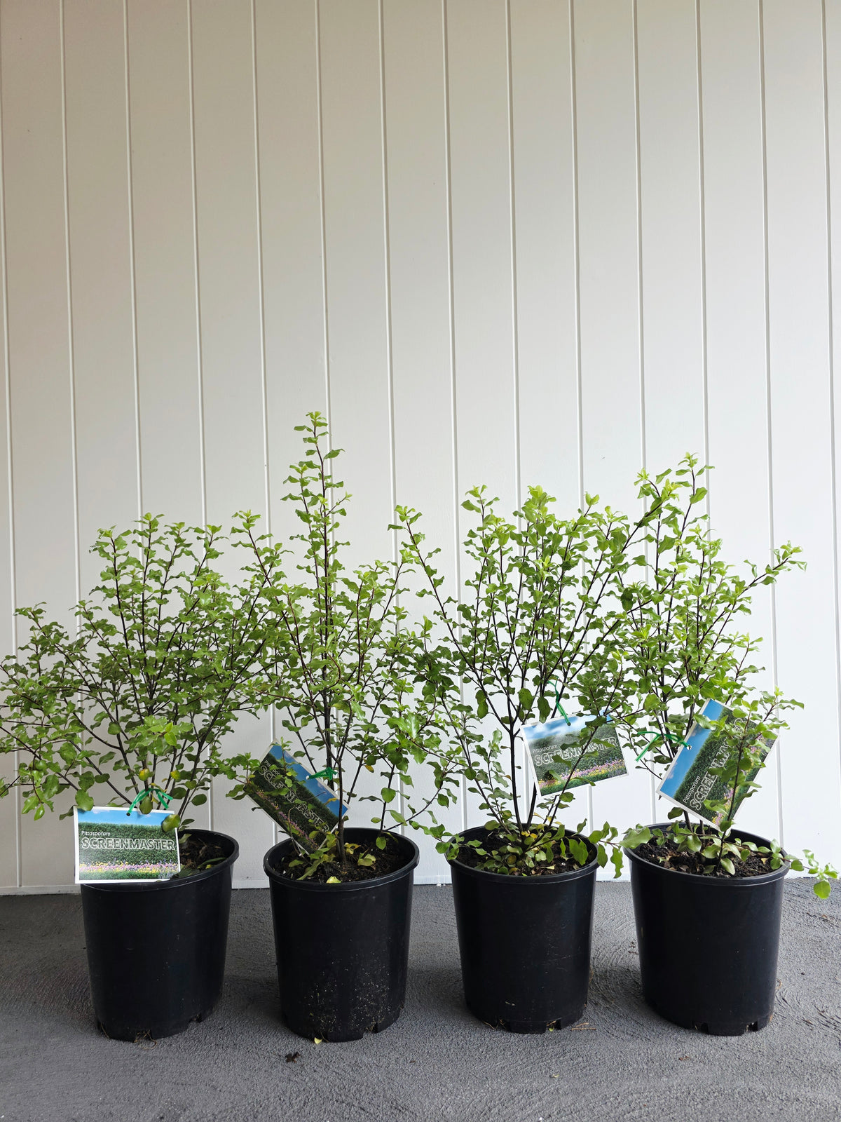Pittosporum Screen Master 175mm pot