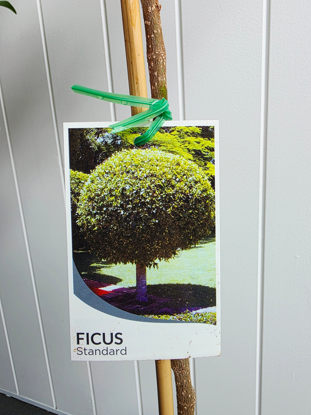 Standard Ficus (Short). 200mm pot