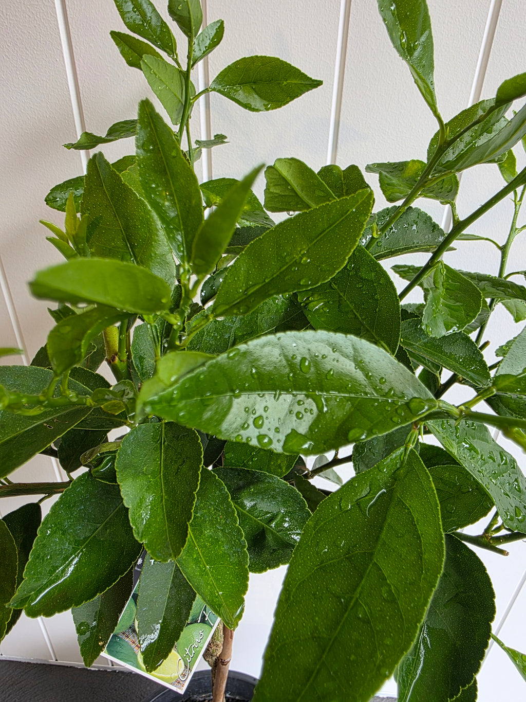 Lime Tree (Tahitian) 250mm