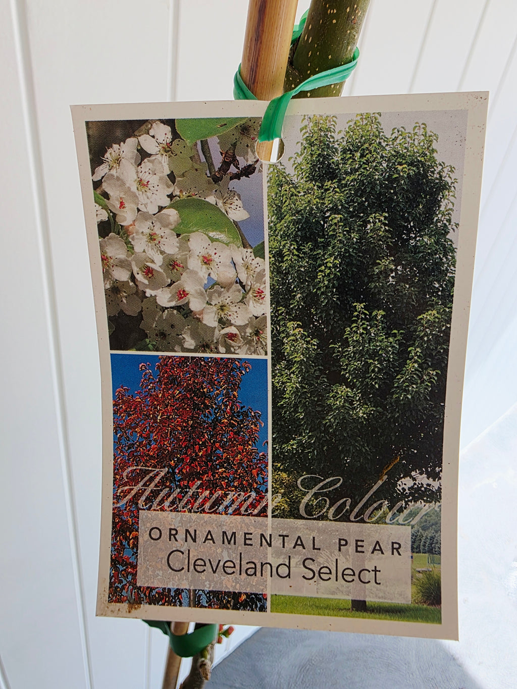 Cleveland Select Ornamental Pear. 250mm pot