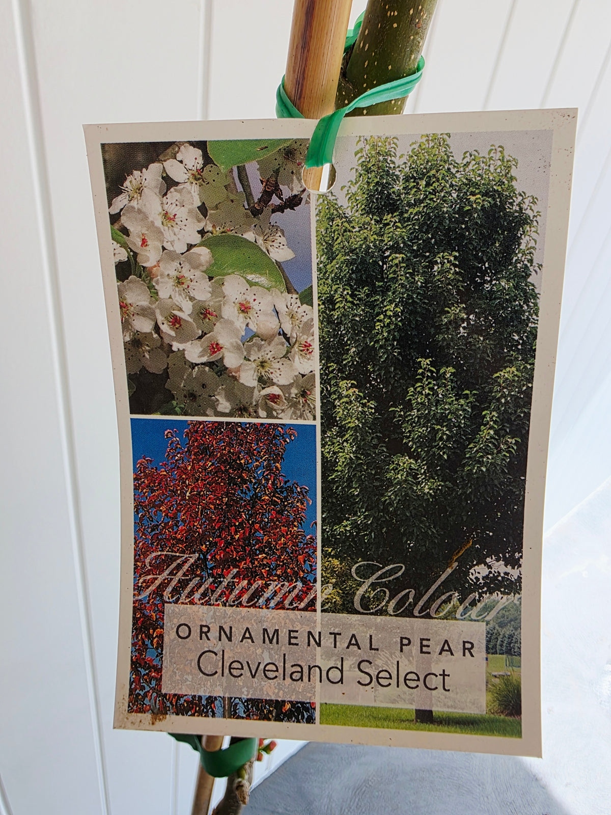 Cleveland Select Ornamental Pear. 250mm pot