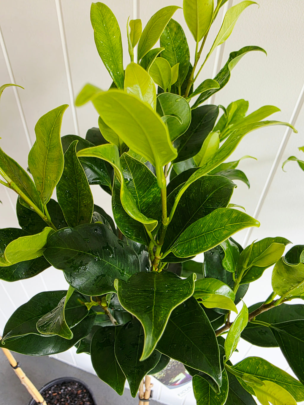 Standard Ficus (Tall). 250mm pot