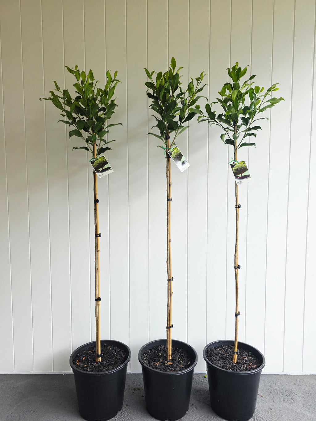 Standard Ficus (Tall). 250mm pot