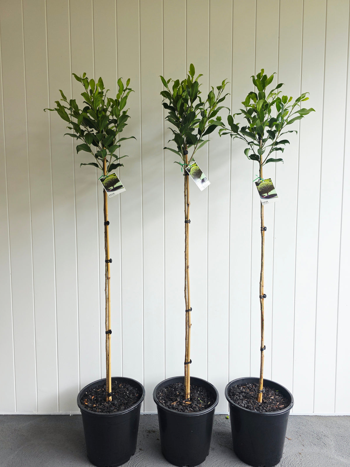 Standard Ficus (Tall). 250mm pot