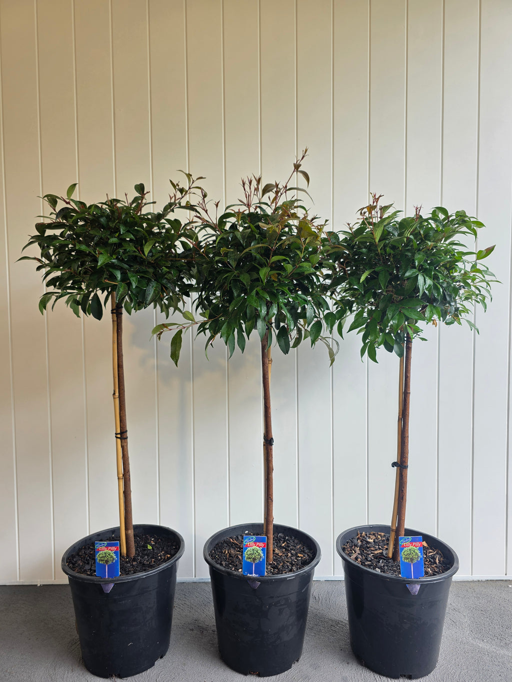 Standard Lilly Pilly. 250mm pot