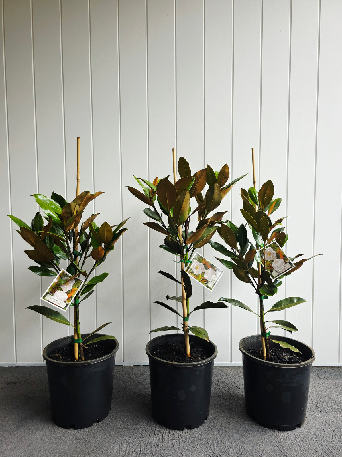 Little Gem Magnolia. 200mm pot
