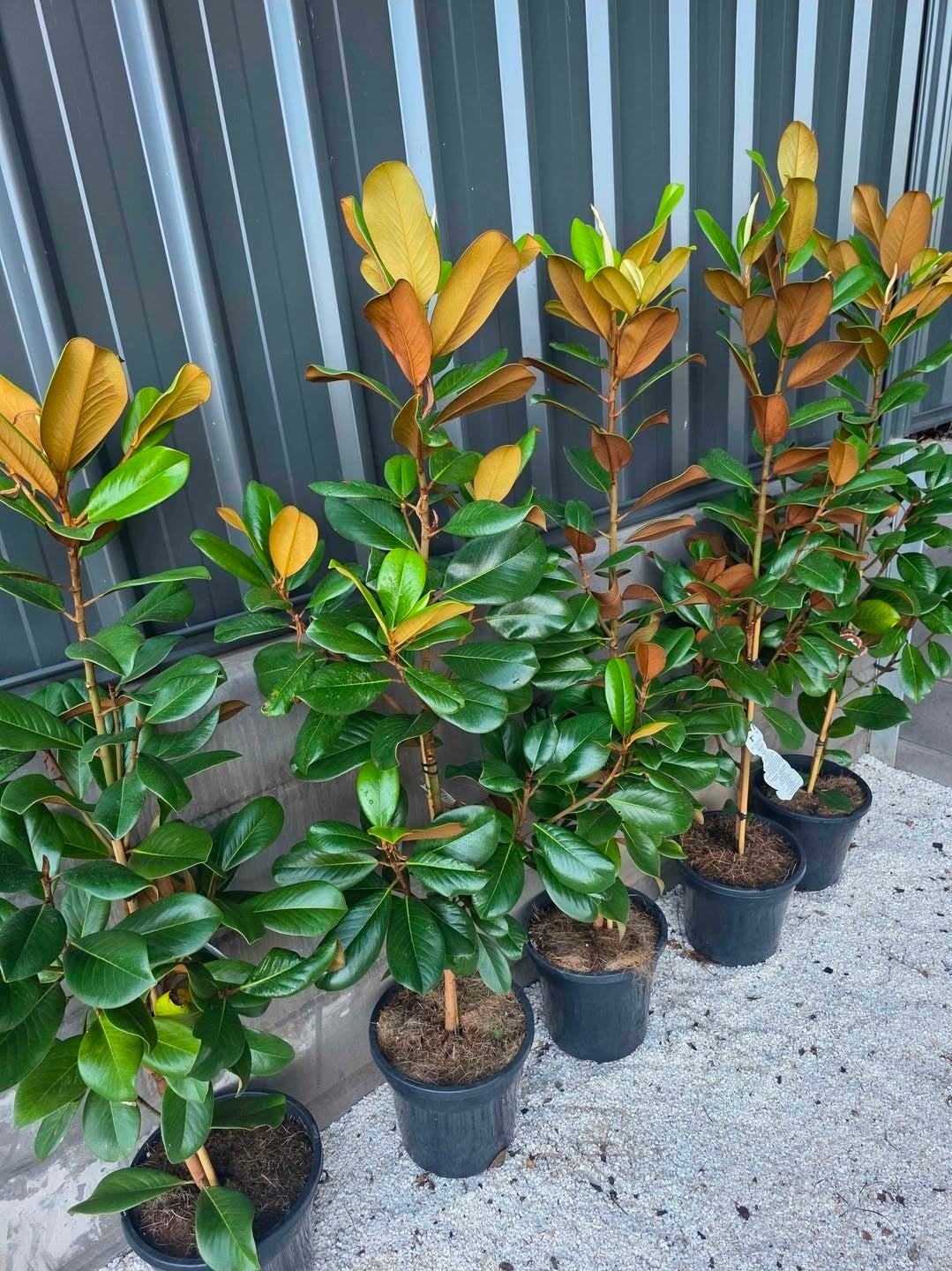 Teddy Bear Magnolia. 250mm pot