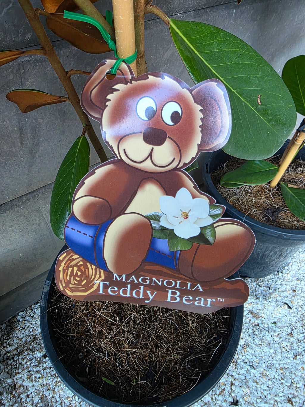 Teddy Bear Magnolia. 250mm pot